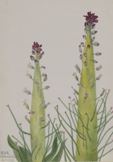 Squaw-Cabbage (Caulanthus inflatus), 1935.