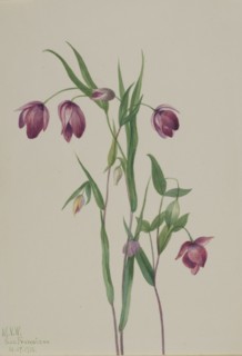 Purple Fairy Lantern (Calochortus anoenum), 1936.
