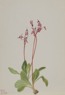 Shooting Star (Dodecatheon hendersonii), 1936.