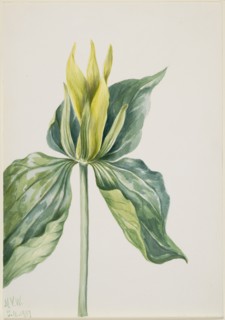 Wake-Robin (Trillium underwoodii), 1937.