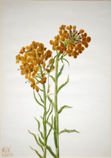 Wallflower (Erysimum wheeleri), 1937.