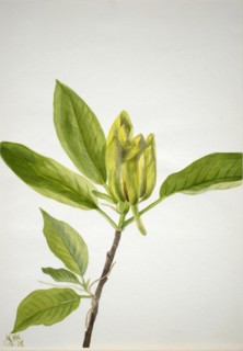 Cucumber Tree (Magnolia scuminata), 1938.