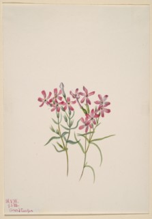 Phlox stansburyi, 1938.