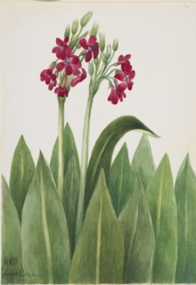 Primrose (Primula parryi), 1938.