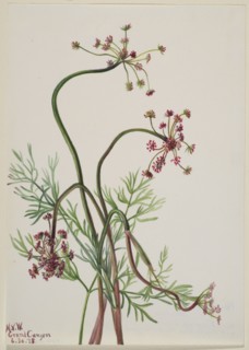 Pseudocymopterus montanus, 1938.