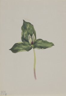 Trillium discolor, 1938.