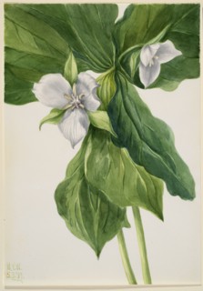 Wake-Robin (Trillium simile), 1939.