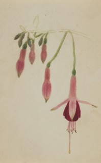 (Untitled--Flower Study), ca. 1872-1874.