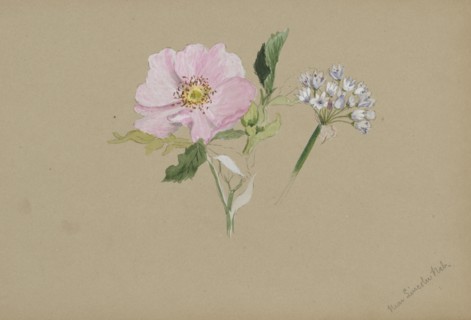 (Untitled--Flower Study), ca. 1876-1878.