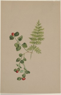 Partridgeberry (Mitchella repens), ca. 1883.
