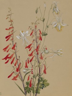 Untitled--Flower Study, ca. 1883-1900.