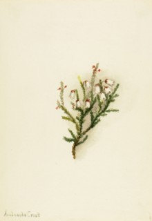 Cassiope (Cassiope mertensiana), ca. 1900-1905.