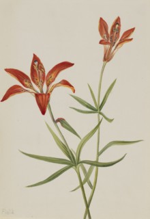 Lily (Lilium montanum), ca. 1900-1920.