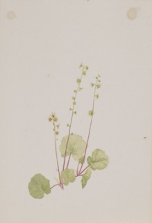 Mitella nuda, ca. 1900-1920.