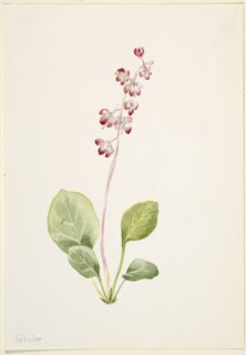 Showy Pyrolla (Pyrola asarifolia), ca. 1903.