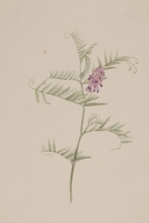 Vicia americana, ca. 1917-1918.