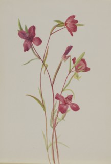 Farewell to Spring (Godetia amoena lilja), ca. 1930s.