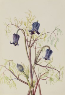 Leather Flower (Clematis hirsutissima), ca. 1930s.