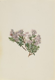 Sand Myrtle (Leiophyllum lyoni), ca. 1930s.