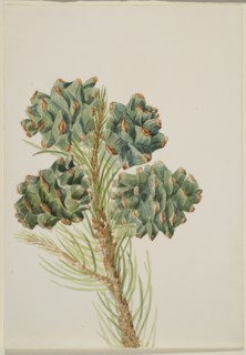 Single-Leaf Pine (Pinus monophylla), ca. 1930s.