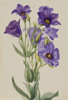 Eustoma russelianum, ca. early 1930s.