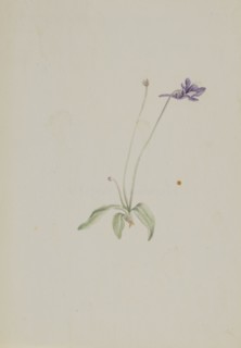 Pinguicula vulgaris, ca. early 1930s.