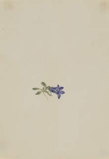 Alpine Harebell (Campanula lasiocarpa), n.d.