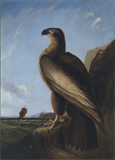 Washington Sea Eagle, ca. 1836-1839.