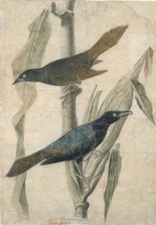 Purple Grackle, early-mid 19th century.
