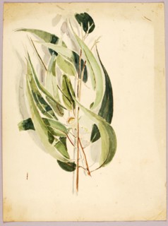 Plant Study, late 19th-early 20th century.