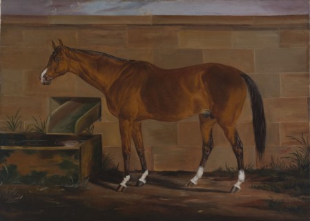 Portrait of Lexington, ca. 1857.