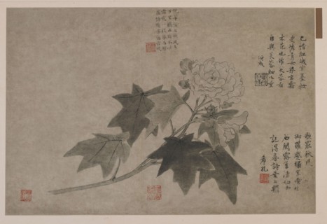 Hibiscus, 1347.