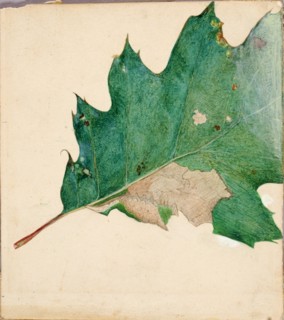 Oligocentra Lignicolor, Walker, study for book Concealing Coloration in the Animal Kingdom.