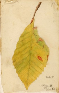 Crumpled and Withered Leaf Edge Mimicking Caterpillar..., late 19th-early 20th century. Creator: Emma Beach Thayer.