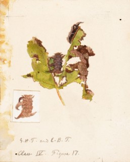 Crumpled Leaf Caterpillar, study for book Concealing Coloration in the Animal Kingdom, late 19th-early 20th century.