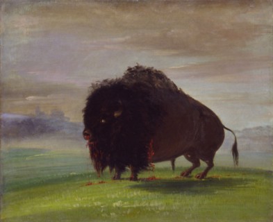Wounded Buffalo, Strewing His Blood over the Prairies, 1832-1833.