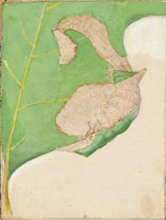 Oak Leaf Edge Caterpillar, study for book Concealing Coloration in the Animal Kingdom, early 20th century.