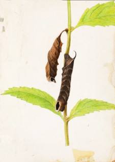 Curled Dead Leaf Mimicking Sphinx Caterpillar, study for book Concealing Coloration in the Animal Kingdom, early 20th century.