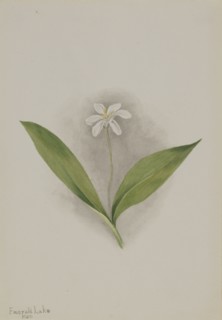 Queencup (Clintonia uniflora), 1902.
