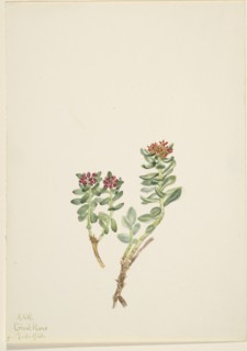 Sanifoiga adscendeus, 1920.
