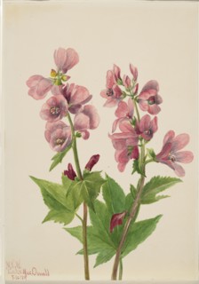 Untitled--Flower Study, 1939.