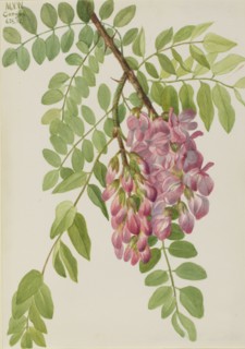 New Mexican Locust (Robinia neomexicana), 1938.