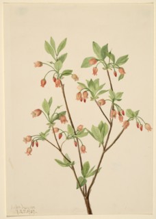 Menziesea (Menziesea glabella), 1907.