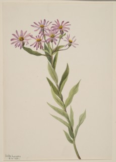 Aster Engelmann, 1904.