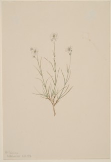 Arenaria formosa, 1904.