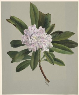 Rhododendron (Rhododendron maximum), 1880.