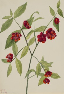 Strawberry Bush-"Hearts Bustin' with Love" (Euonymus Americanus), 1930.