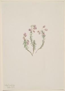 Heather (Phyllodoce intermedia), 1907.