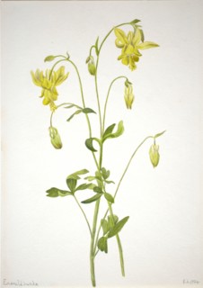 Untitled--Plant Study, 1904.