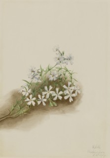 Moss Pink (Phlox subulate), 1919.
